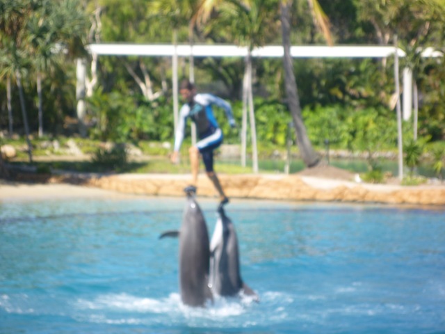 [16 seaworld dolphin show[3].jpg]