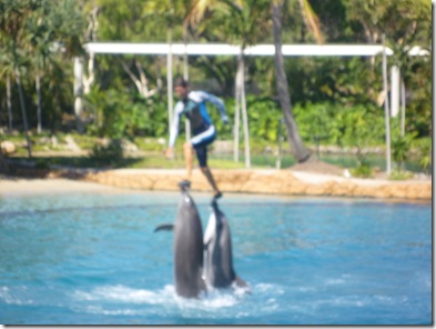 16 seaworld dolphin show