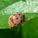 Ladybug