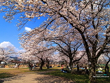 櫻花＠京都