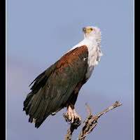 Fish Eagle south of Lower Sabie