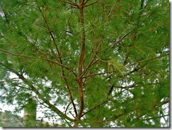 pinetreelimbexamplecloser