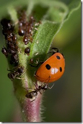 ladybug and ant