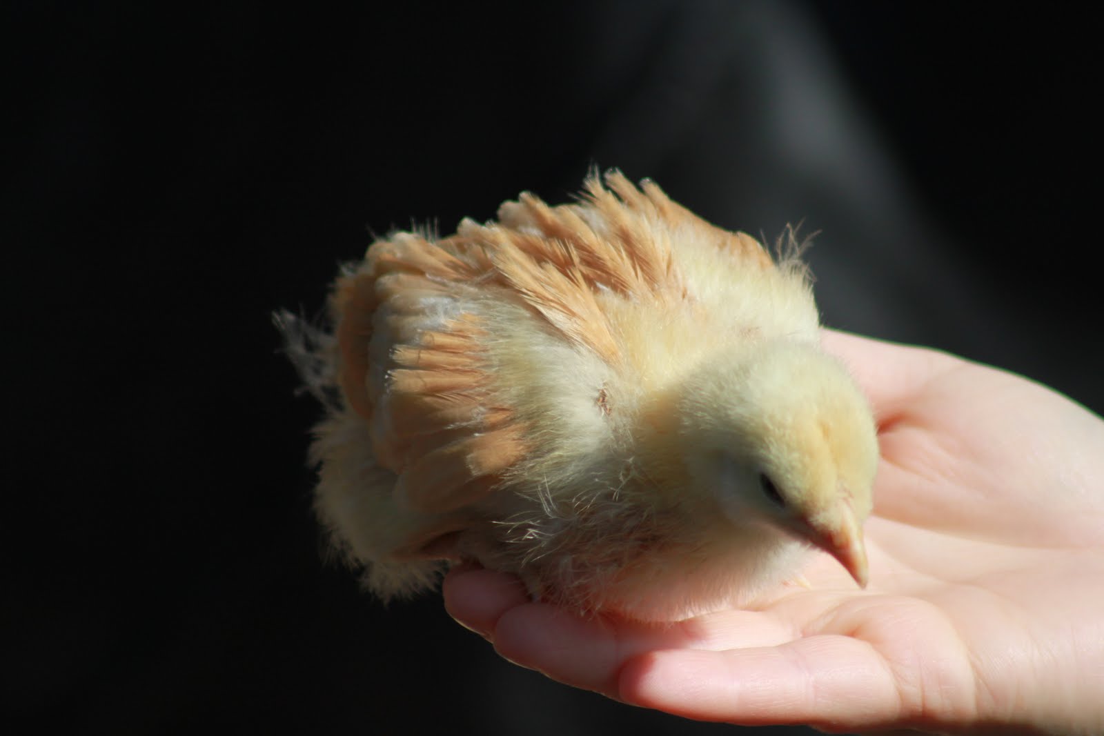 [Chicken Babies (16)[4].jpg]