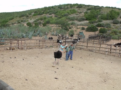 [a4119 Gaelyn falling off ostrich Cango Ostrich Farm R328 Little Karoo Western Cape ZA[2].jpg]