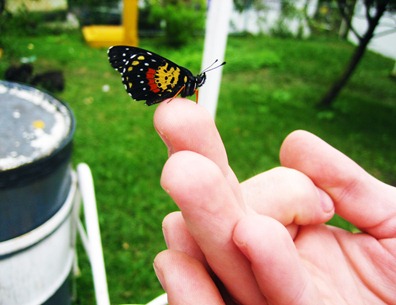 Butterfly on Finger