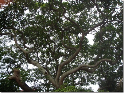 the hallow tree
