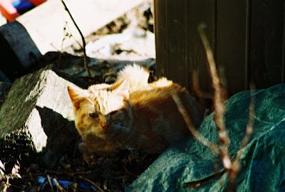 Photo orange tabby cat hiding