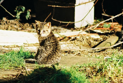 Feral Tabby Kitten Cat of the day