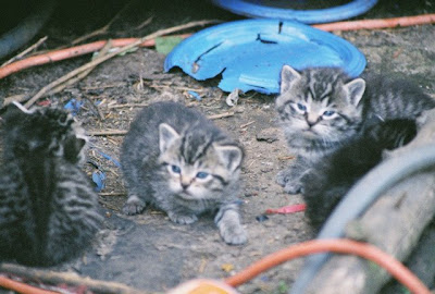 photo kittens, feral tabby kittens