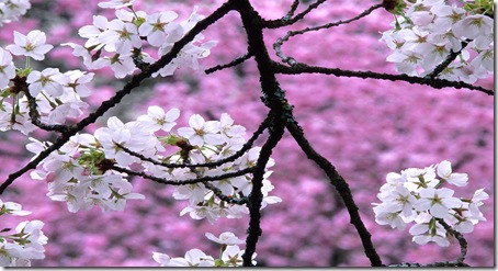 cherry_blossom_1600x1200[1]