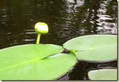 lilly pad
