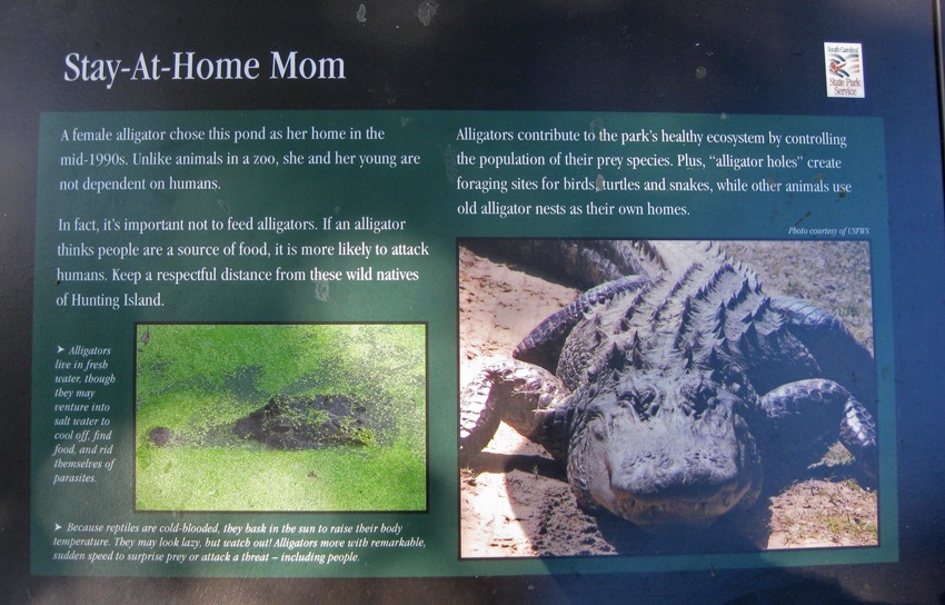 [AlligatorInformation2.jpg]