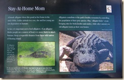 Alligator Information
