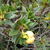 Rhododendron hirsutum