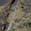 Blotched Water Snake