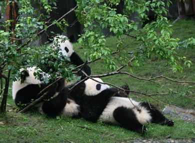 Panda Breeding Center, Chengdu, China, 2009 (4163)