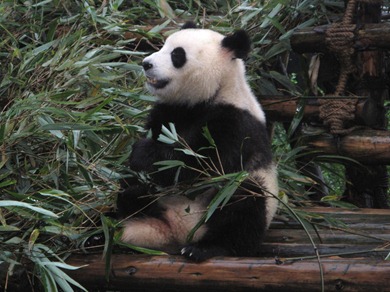 Panda Breeding Center, Chengdu, China, 2009 (0703)