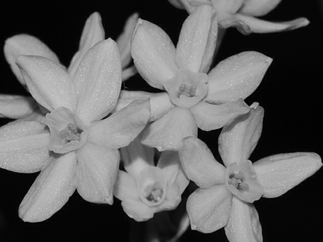 Paperwhites close-up b&w