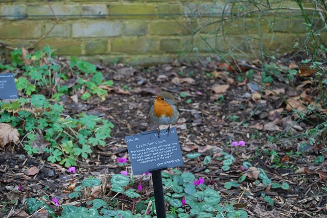 Kew robin and cyclamen