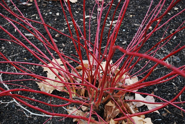 Kew red cornus