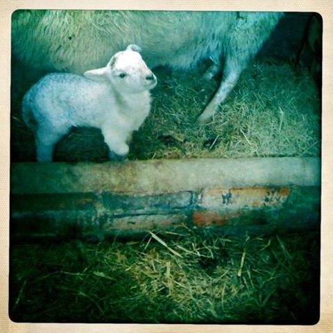March - a lamb