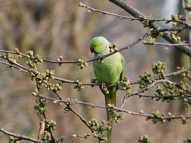 Parakeet in tree (2)