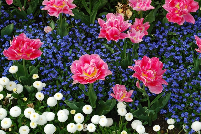 [Kew tulips & forget-me-nots[3].jpg]