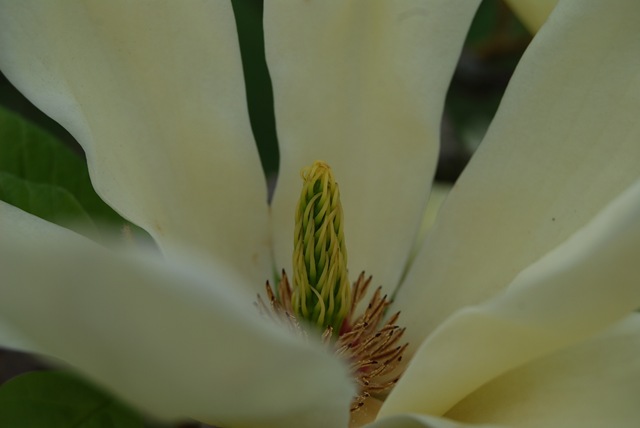 [Kew pale lemon magnolia flower centre[3].jpg]