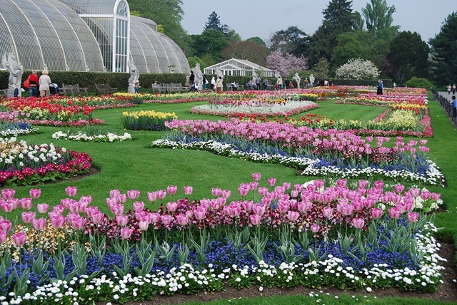 Kew tulip beds (2)