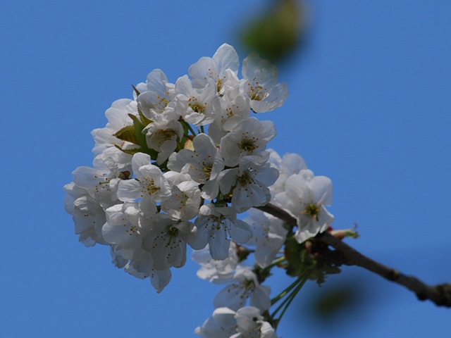 [White blossom full flower[3].jpg]