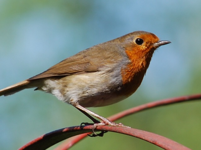 Robin on perch