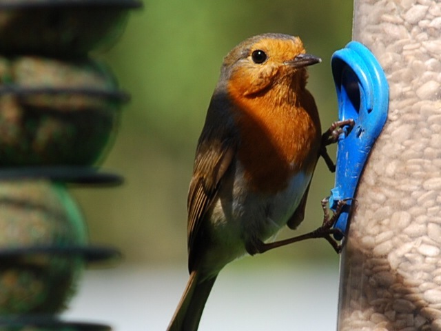 Robin on feeder