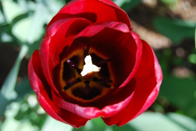 Tulip Jan Reus