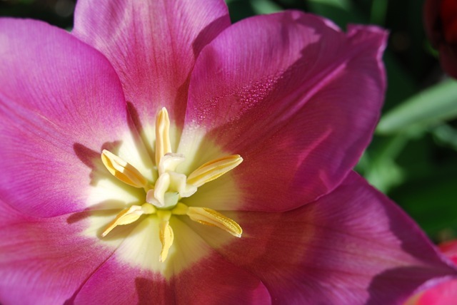 Tulip Purple Dream open