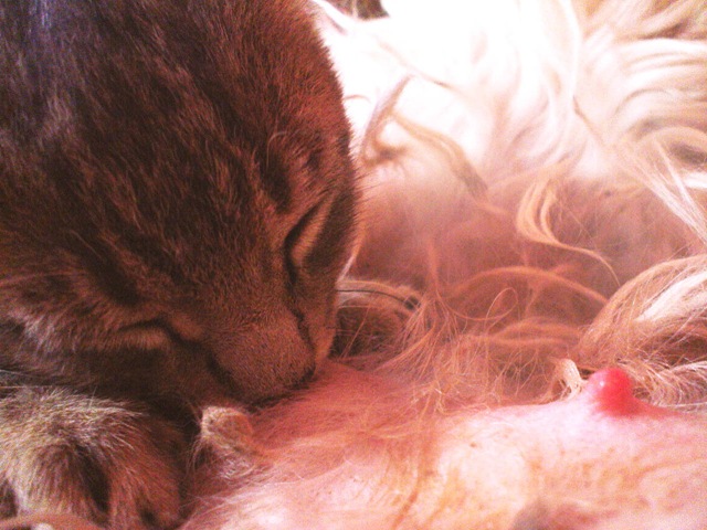 [LYLA AMAMANTANDO A EL GATIN[5].jpg]