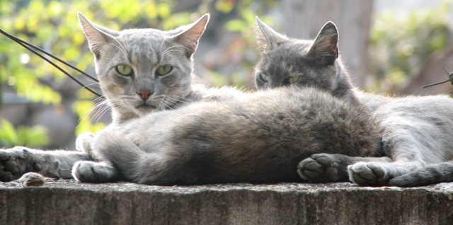 [EL GATIN Y SU NOVIA[4].jpg]