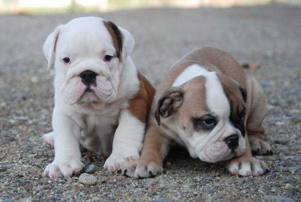 Fotos d perros bulldog - Imagui
