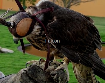 [falcon1[11].jpg]