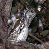 Marbled Frogmouth