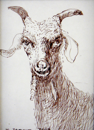 Goat Nr20