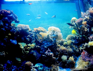 aquaria 172