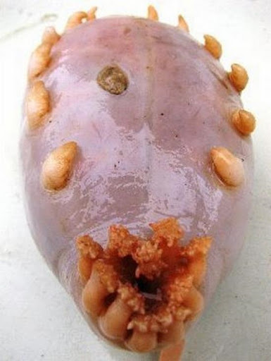 blue sea slug pet. sea stars, sea slugs,