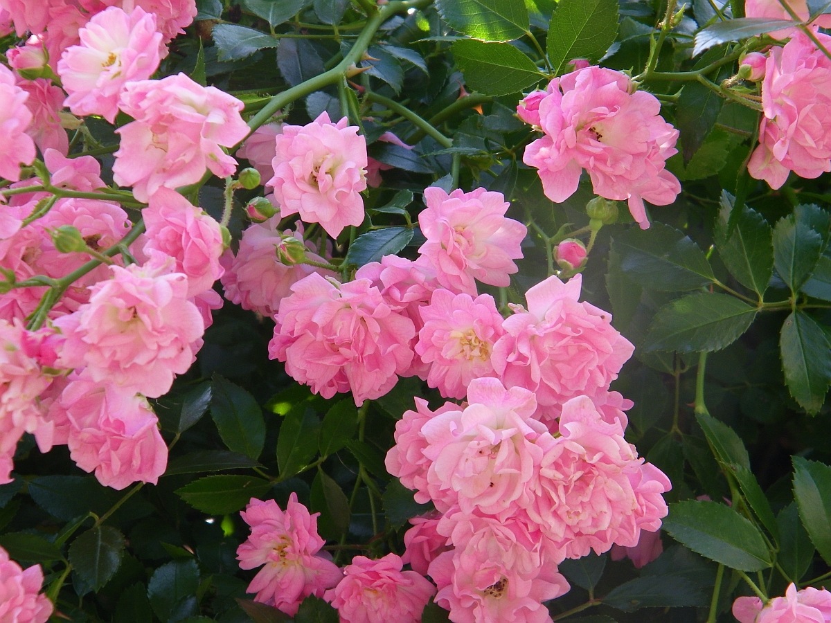 [pink rose[4].jpg]