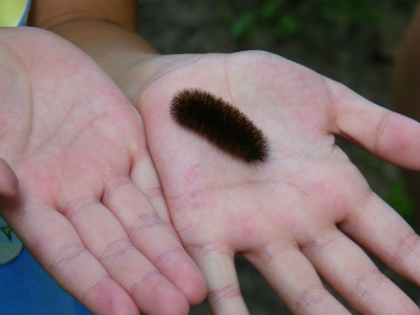  wooly worm