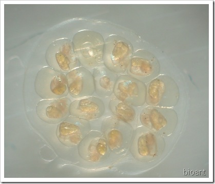 蘋果螺胚胎發育 005