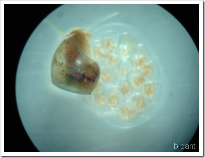 蘋果螺胚胎發育 017
