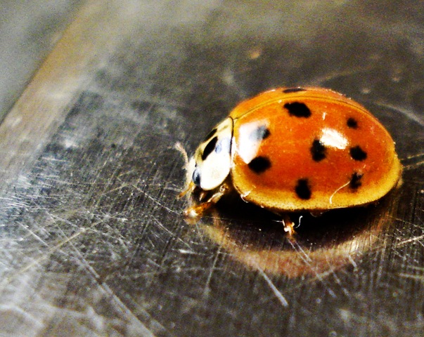 [LadyBug[5].jpg]
