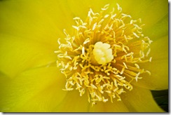 ColorFlowerWeb
