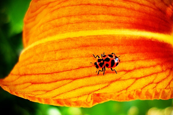 [NatureBugWeb[2].jpg]